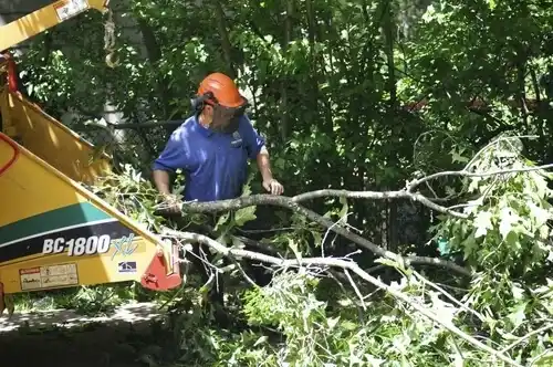 tree services Tilton Northfield